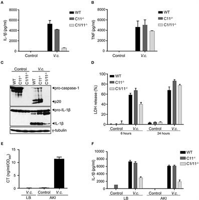 El Tor Biotype Vibrio cholerae Activates the Caspase-11-Independent Canonical Nlrp3 and Pyrin Inflammasomes